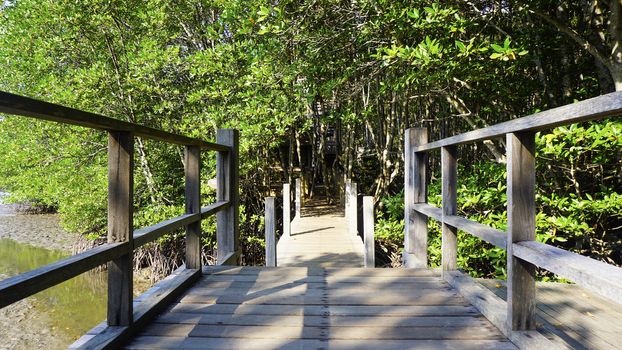 forest mangrove and the bridge walkway in chantaburi, Thailand