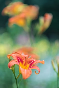 orange lily growing in a green garden