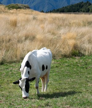 Cow grazing on the Italian side of the Alps.