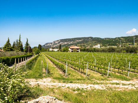 Vine growing on the hills close to Lake Garda, Italy.