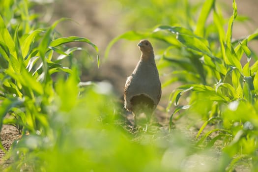 agricultural field, nature and agriculture farming series