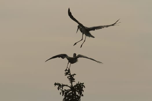 many birds in their natural habitat, nature series
