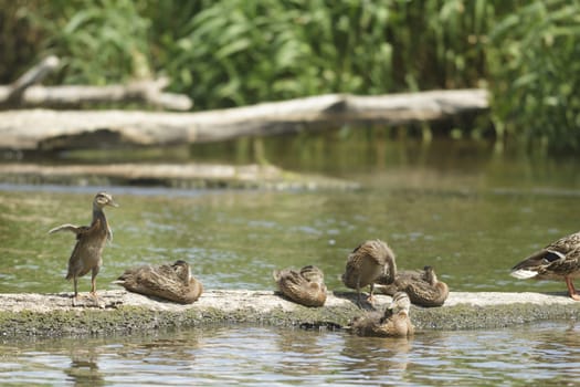 many birds in their natural habitat, nature series