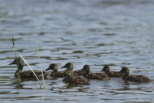 many birds in their natural habitat, nature series