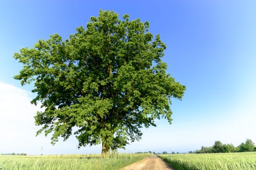 country road leading up to the horizon line , nature series