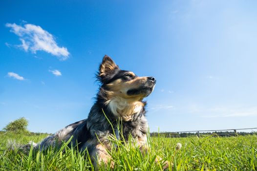 funny dog in sunny day, animals series