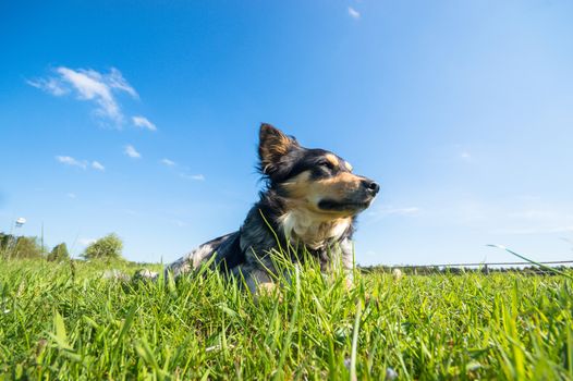 funny dog in sunny day, animals series