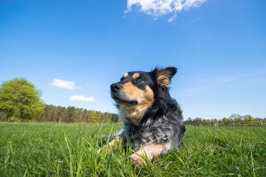 funny dog in sunny day, animals series