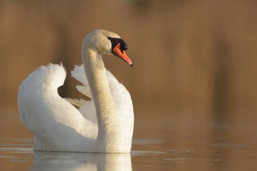 swan on blue lake in sunny day, swans on pond, nature series