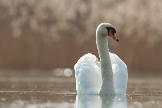 swan on blue lake in sunny day, swans on pond, nature series