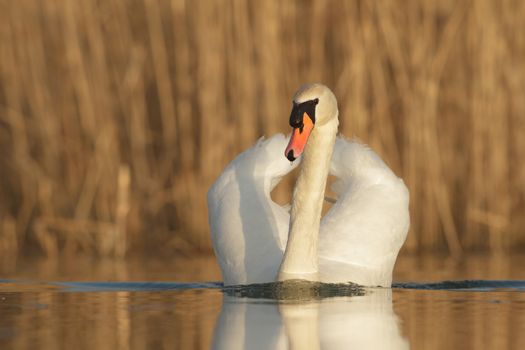 swan on blue lake in sunny day, swans on pond, nature series