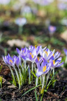 beautiful purple snowdrops growing in the spring park