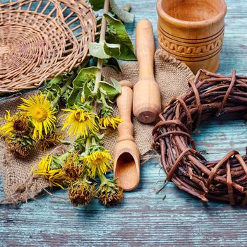 Healing stems with flowers of inula folk medicine and quackery