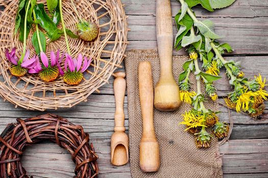 Healing stems with flowers of inula folk medicine and quackery