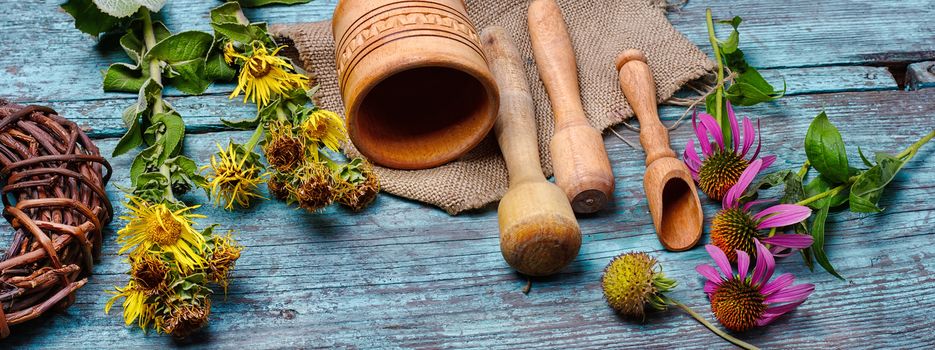 Summer medicinal plant inula and echinacea in the popular recipes