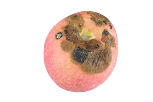 Close up rotten apple with fungus isolated on a white background.