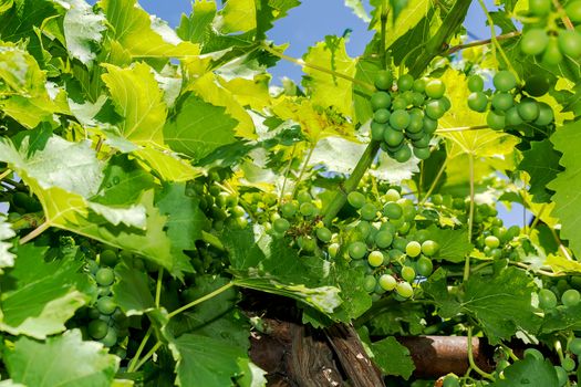 Green grapes on the vine with translucent blue sky