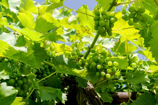 Green grapes on the vine with translucent blue sky