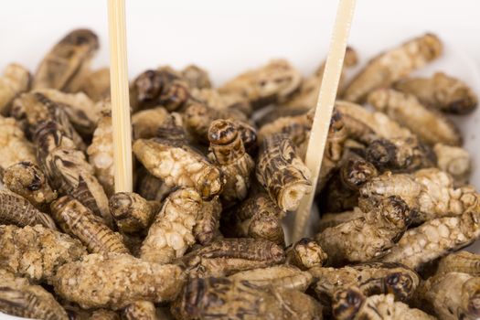 Fried crickets insects, food of future rich protein France