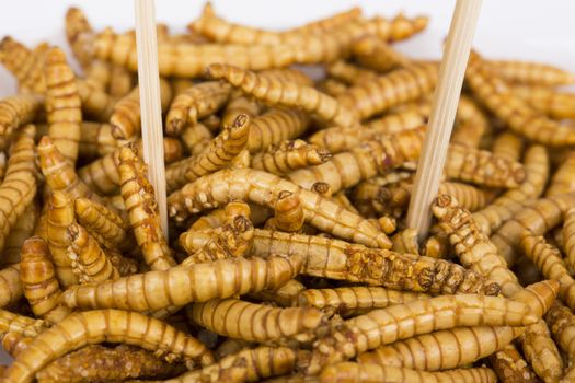 Close up fried insects with spoon. molitors, Protein rich future food