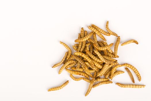 fried insects molitors close up, Protein rich future food