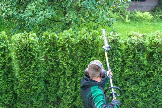 Hedges cutting with gasoline telescopic hedge trimmer.