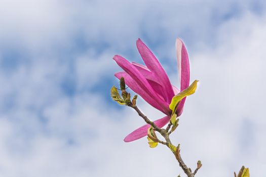 Spring magnolia flower against a blue sky.