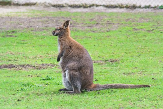 Kangaroo, swamp wallaby (Wallabia bicolor) (Macropus giganteus) in its natural habitat in the grass.