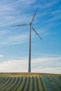 

Plants put in a row, in the background of blue white horizon and a wind turbine.