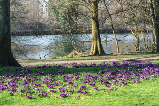 Diverse purple crocuses with tree in the middle of the spring in a meadow.