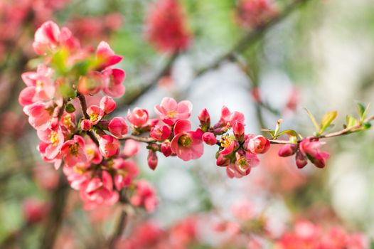 tree bloomed red flower in early spring