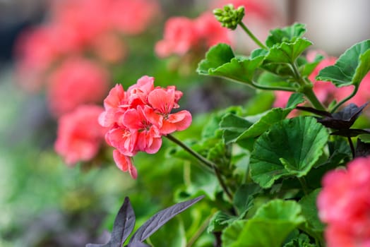 red flower bloom in a green garden