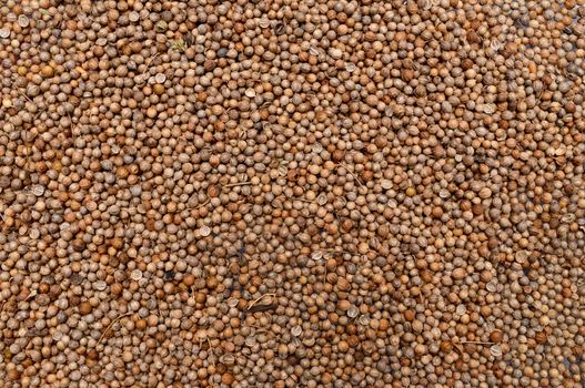 coriander chia plant dry seeds texture pattern