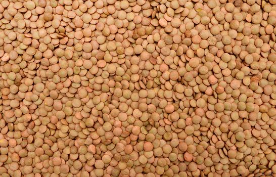 green lentil plant dry seeds texture pattern
