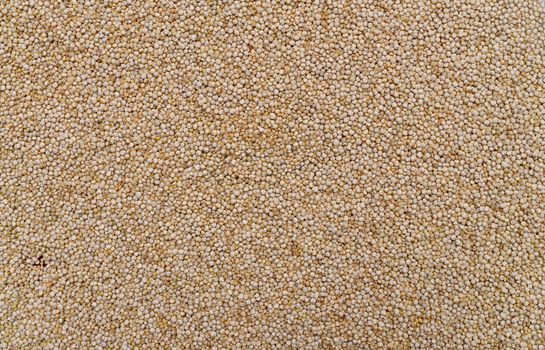 white chia plant dry seeds texture pattern