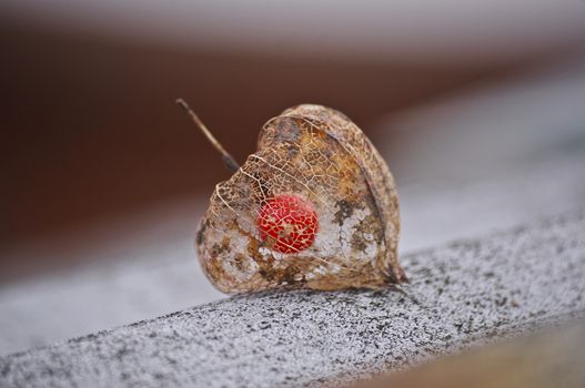 Photo Physalis, fruit in the form of heart