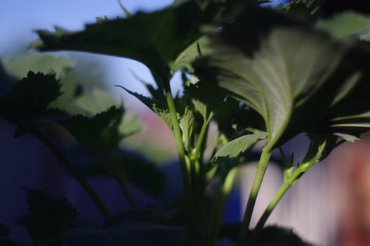 Photo beautiful plant with large green leaves