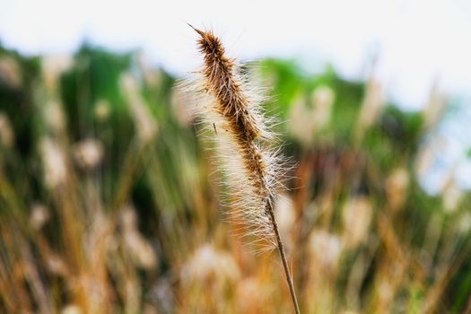 field with vegetation and ear