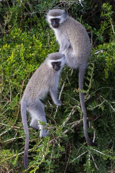 Two cute vervet monkeys with little faces and gey fur climbing in a tree