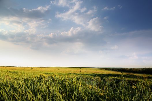 green field of summer grass and cloudy sky