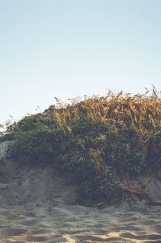 Landscape photograph of a sandy beach with grass and green plants.