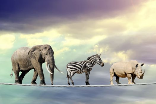 Elephant, zebra, rhino in sky walking on rope