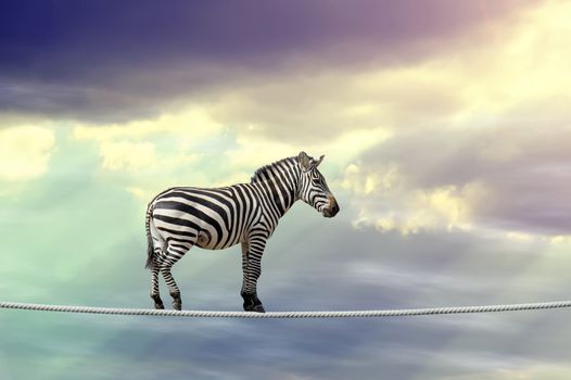 Zebra in sky walking on rope
