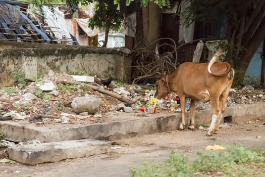 Pondicherry, Tamil Nadu, India - Sacred cow in the street, eating plastics