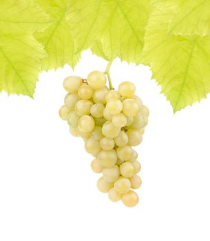 Fresh green grapes with leaves isolated on white