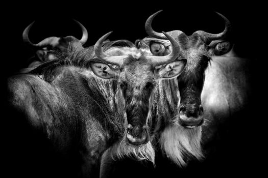 Wildebeest on dark background. Black and white image