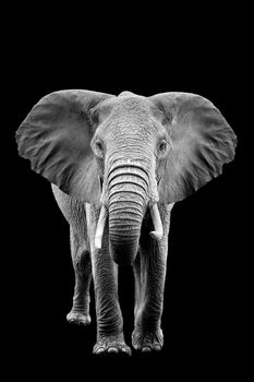 Elephant on dark background. Black and white image