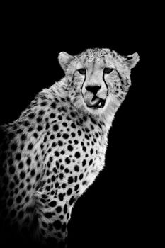 Cheetah on dark background. Black and white image