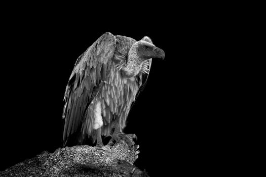 Vulture on dark background. Black and white image