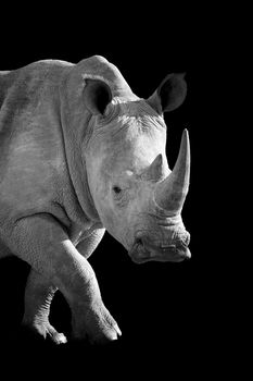 African white rhino on dark background. Black and white image